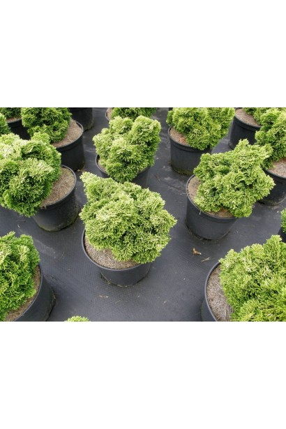 Кипарисовик Аврора в садовом центре.